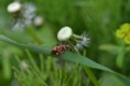 /album/fotogalerij/heemtuin07-05-14-104-jpg/